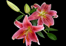 鲜花