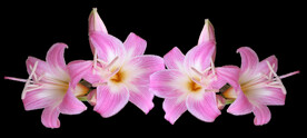 鲜花
