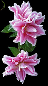 鲜花