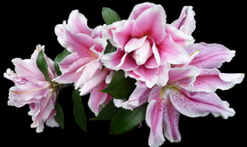 鲜花