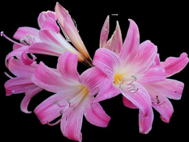 鲜花