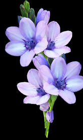 鲜花