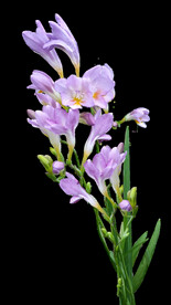 鲜花