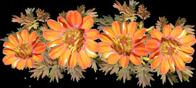 鲜花