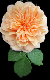 玫瑰花