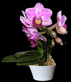 鲜花