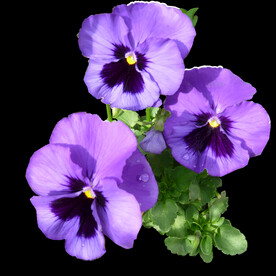 鲜花