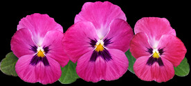 鲜花