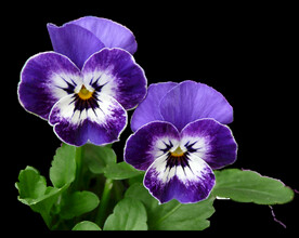 鲜花