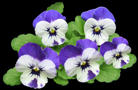 鲜花