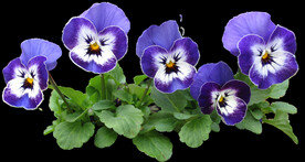 鲜花
