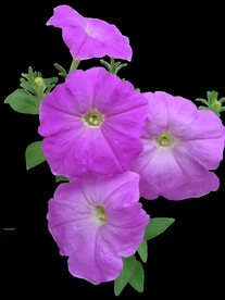 鲜花