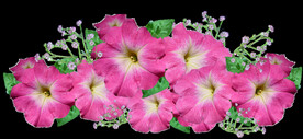 鲜花