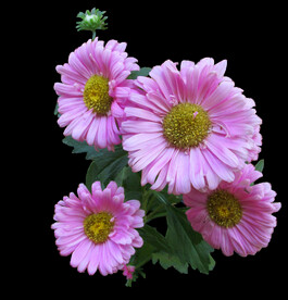 鲜花