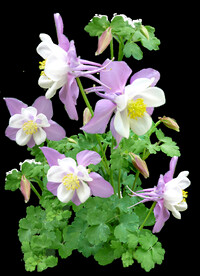 鲜花