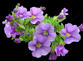 鲜花