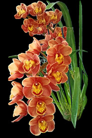 鲜花