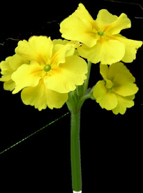 鲜花
