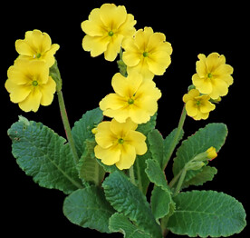 鲜花