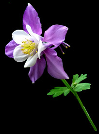 鲜花