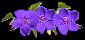 鲜花