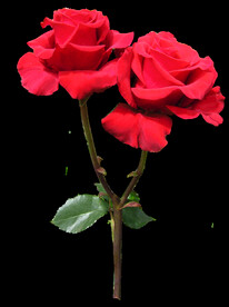 玫瑰花