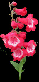 鲜花