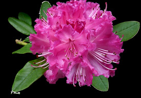 鲜花
