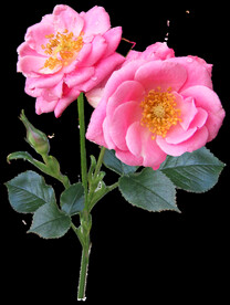 玫瑰花