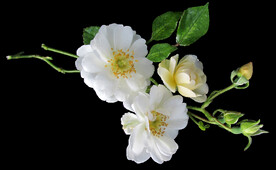 玫瑰花