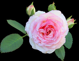 玫瑰花