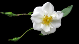 玫瑰花