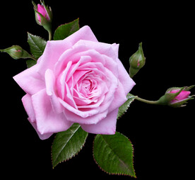 玫瑰花