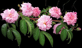 玫瑰花