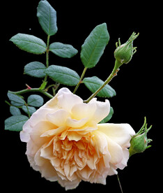 玫瑰花