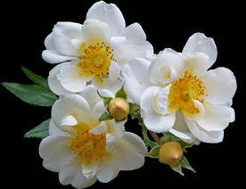 鲜花
