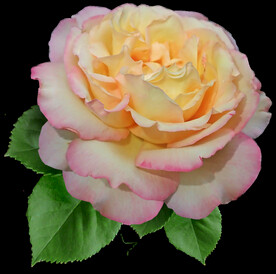 玫瑰花
