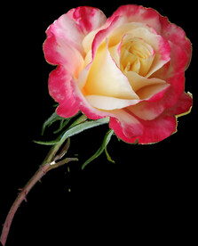 玫瑰花