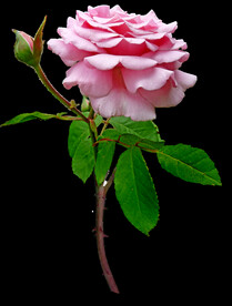 玫瑰花
