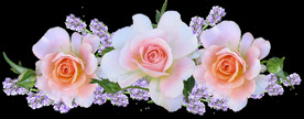 玫瑰花