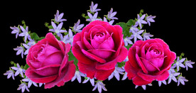 玫瑰花