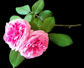 玫瑰花