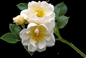 鲜花