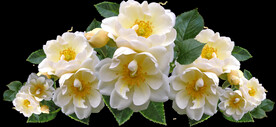 鲜花