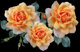 玫瑰花