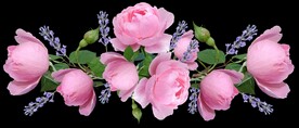 玫瑰花