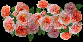 玫瑰花