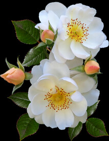 鲜花