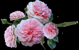 玫瑰花