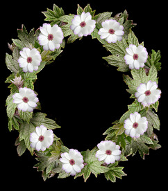 鲜花
